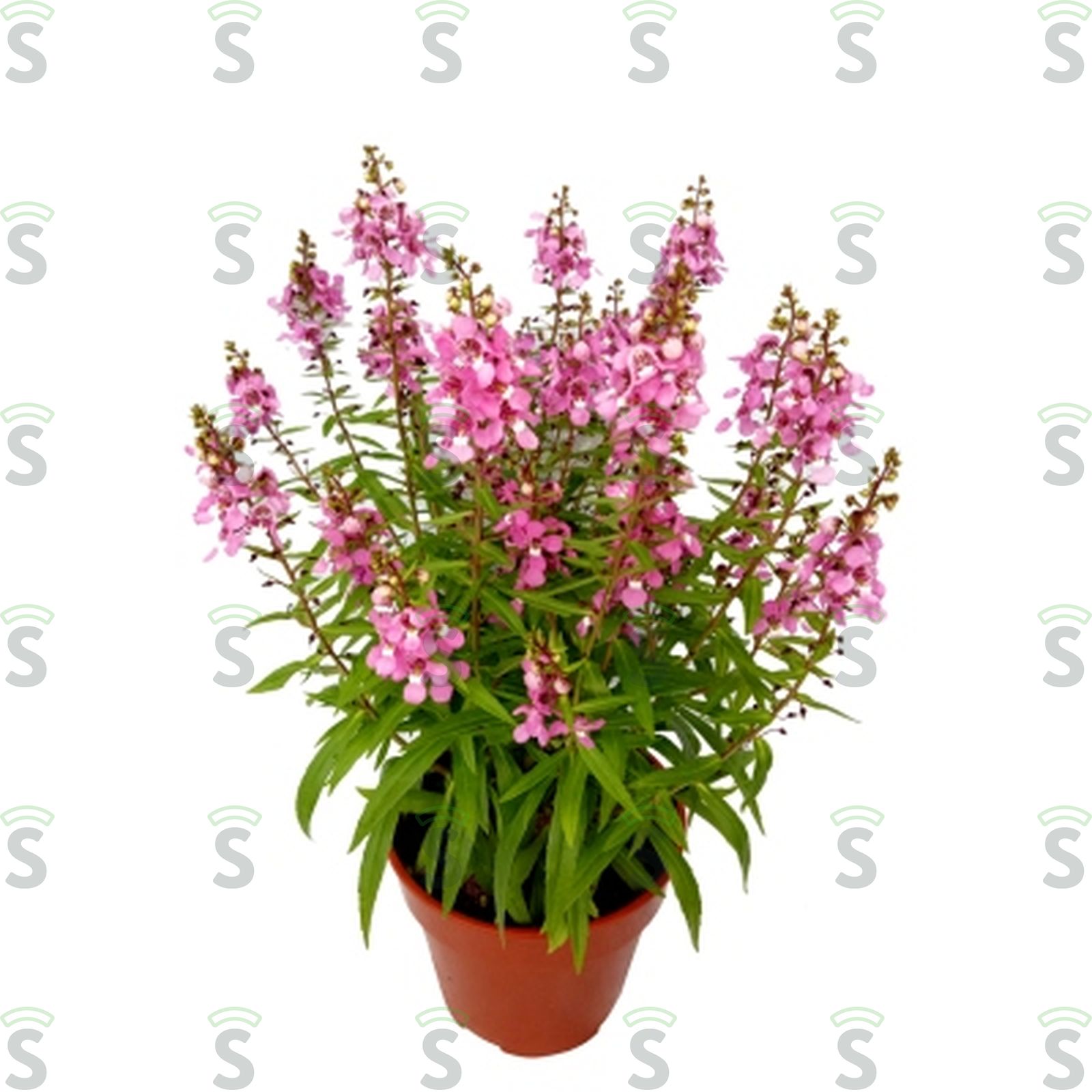 FLOR ANGELONIA P14 VARIADO