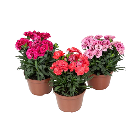 Dianthus P11
