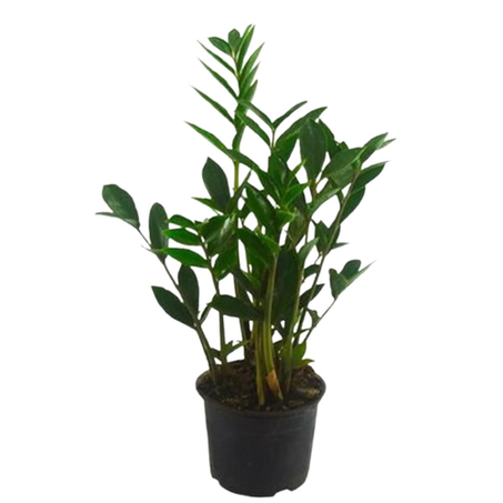Zamioculcas P09