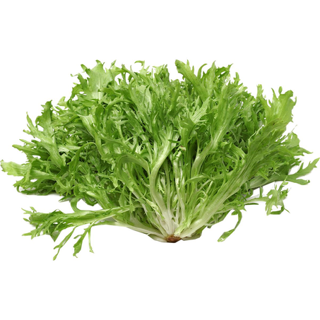 Escarola