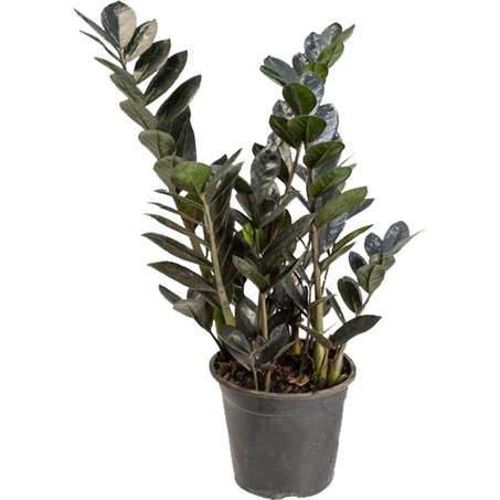 Zamioculcas P17 - Black - Ref. P7134