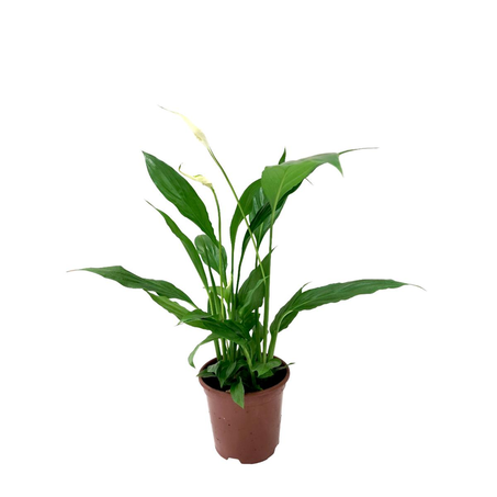 Lírio-da-paz P11 - Spathiphyllum