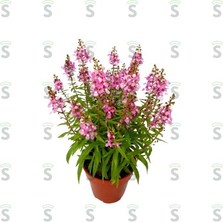  Flor Angelonia P14 Variado