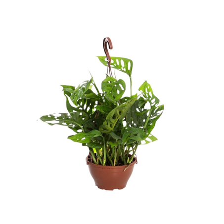 Monstera Acuminata C13 - Pendente