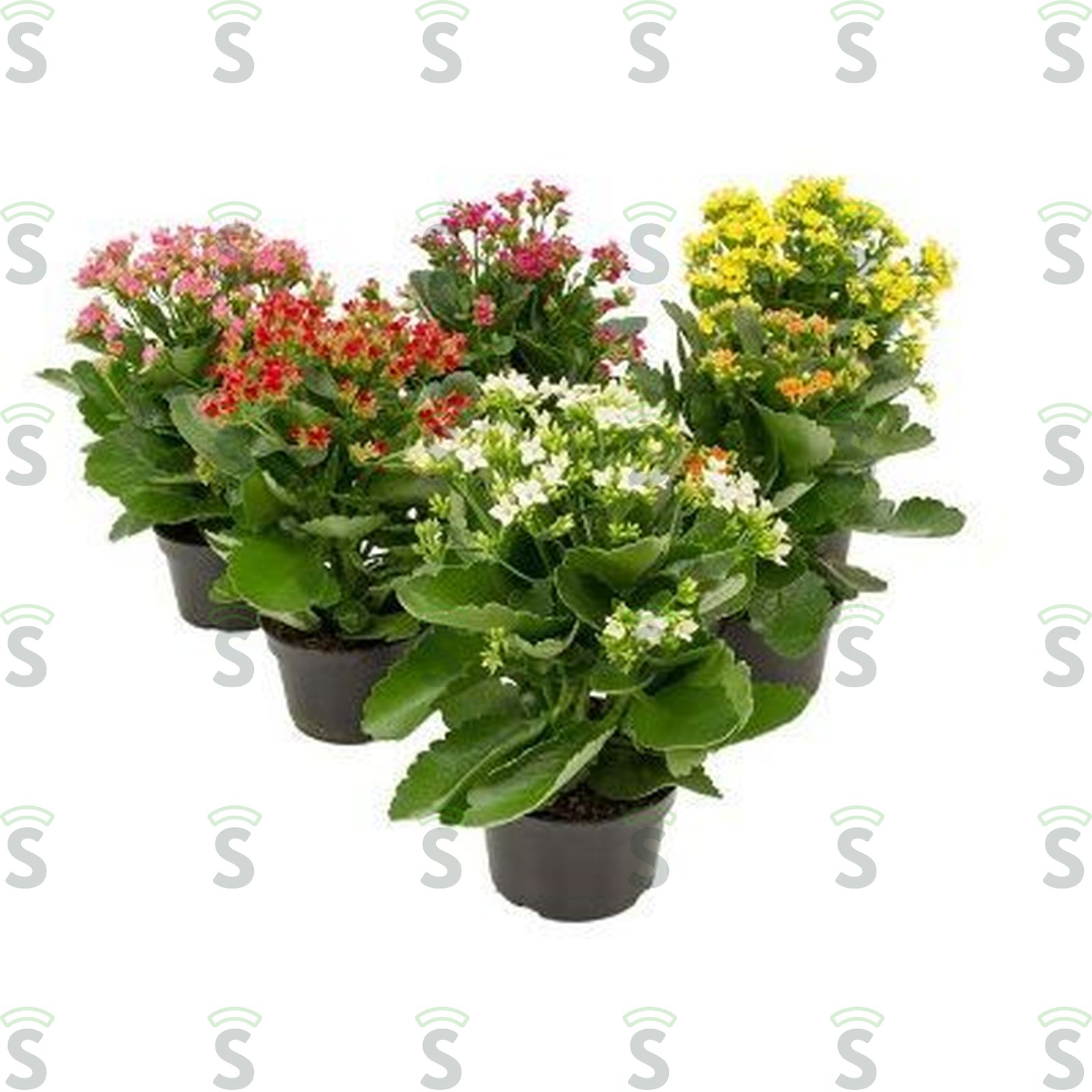 ARRANJO KALANCHOE P15 UN