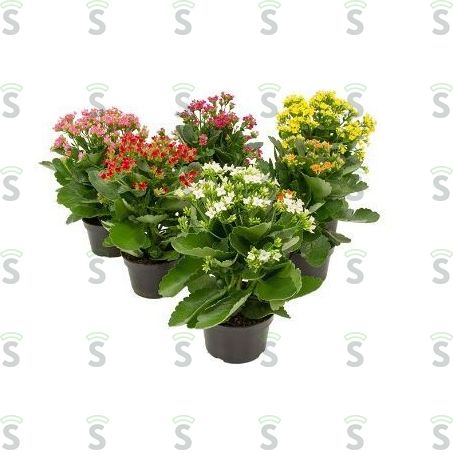  Arranjo Kalanchoe P15 Un