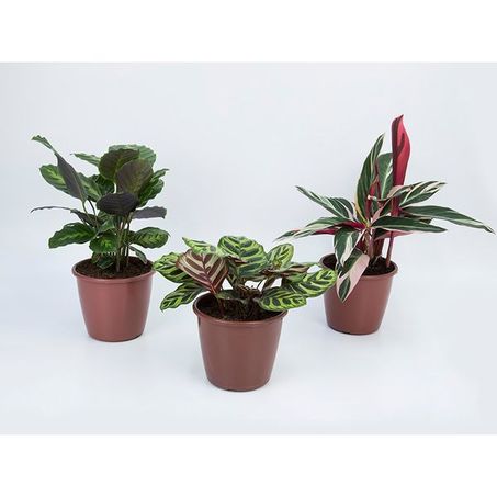 MARANTA VARIADO P17