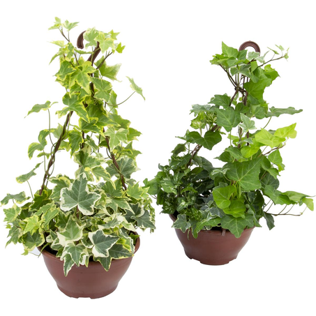 Hedera P12 - Variada - Ref. P2954