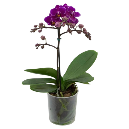 Orquídea P09 - Phalaenopsis - Ref. 0001.00197