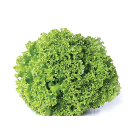 ALFACE CRESPA HIDROPONICA UN